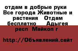 отдам в добрые руки - Все города Животные и растения » Отдам бесплатно   . Адыгея респ.,Майкоп г.